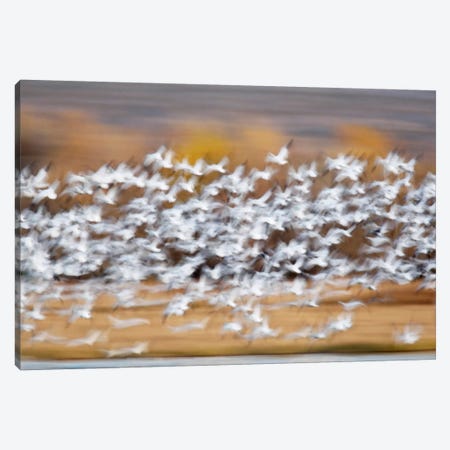 Blurred Motion View Of A Snow Geese Flock In Flight, Bosque del Apache National Wildlife Refuge, New Mexico, USA Canvas Print #AMO4} by Arthur Morris Canvas Print