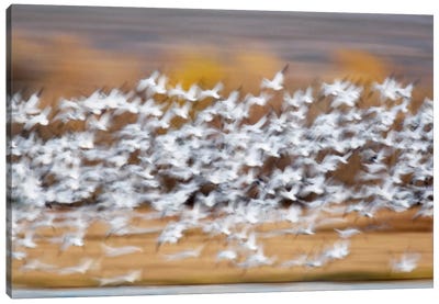 Blurred Motion View Of A Snow Geese Flock In Flight, Bosque del Apache National Wildlife Refuge, New Mexico, USA Canvas Art Print - Goose Art