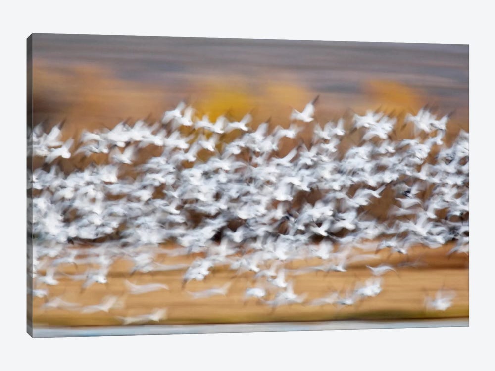 Blurred Motion View Of A Snow Geese Flock In Flight, Bosque del Apache National Wildlife Refuge, New Mexico, USA by Arthur Morris 1-piece Canvas Print