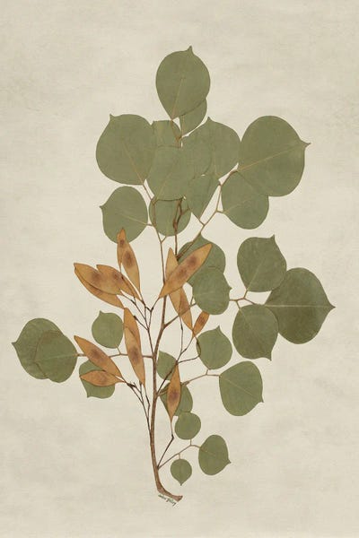 Botanical Leaves III