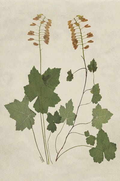 Botanical Leaves IV