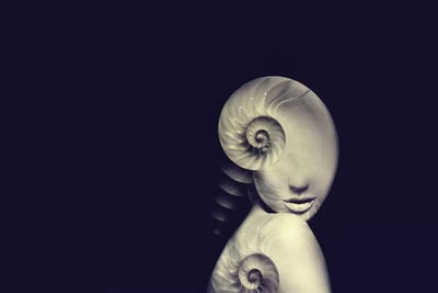 Shell I by Tatiana Amrein framed wall art