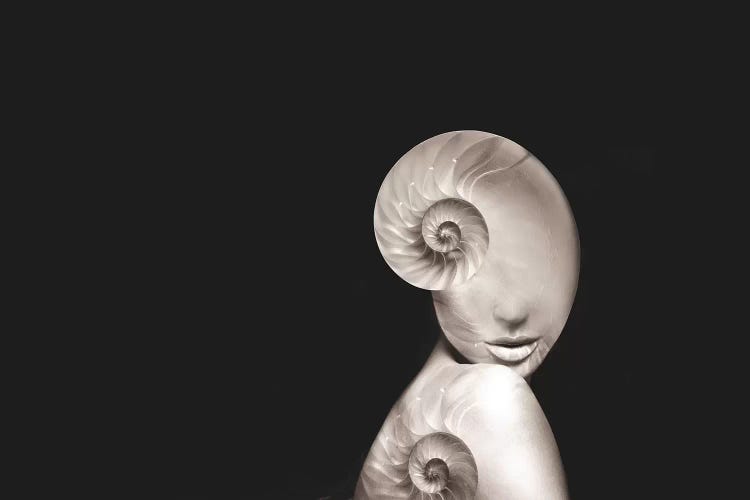 Shell II by Tatiana Amrein wall art