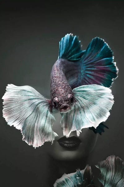 Betta: Fishing III by Tatiana Amrein