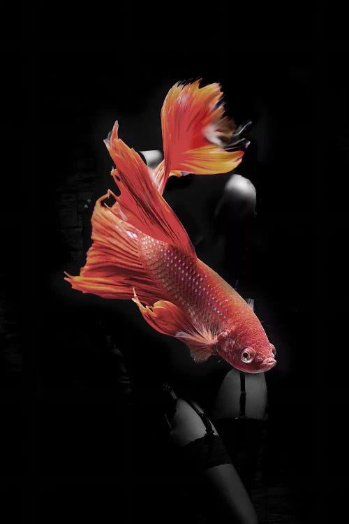 Fishing VII by Tatiana Amrein wall art