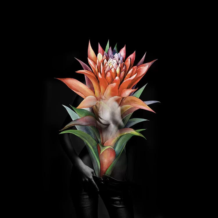 Guzmania Flower by Tatiana Amrein wall art