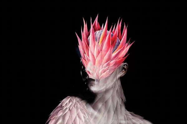 Protea: Tropical Protea Flower by Tatiana Amrein