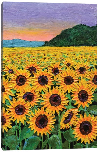 Sunflowers At Sunset Canvas Art Print - Amita Dand