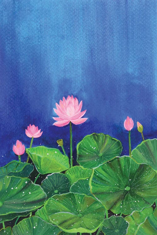 Lotus Bloom