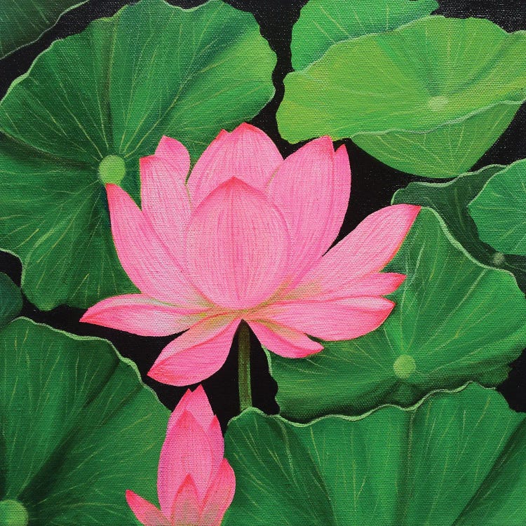 Pink Lotus