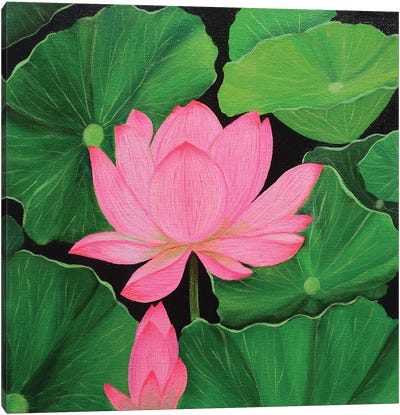 Pink Lotus Canvas Art Print - Amita Dand