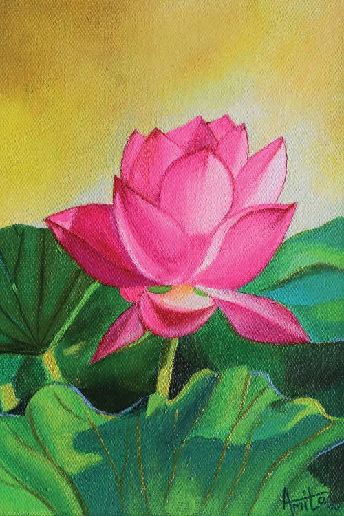 Sunkissed Pink Lotus