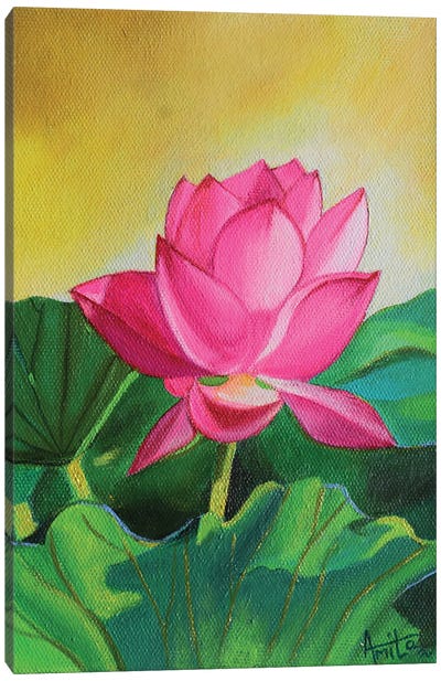 Sunkissed Pink Lotus Canvas Art Print - Amita Dand