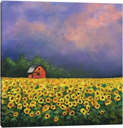 Sunflowers And Red Barn Canvas Art Print - Amita Dand