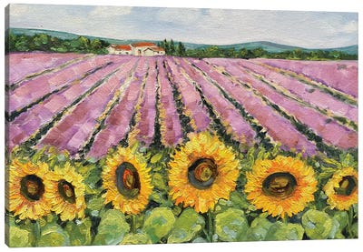 Lavender And Sunflower Field Canvas Art Print - Amita Dand
