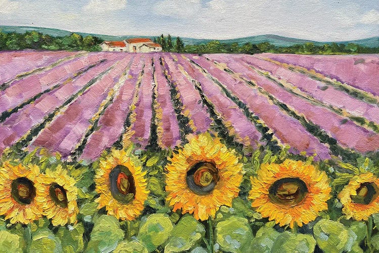 Lavender And Sunflower Field