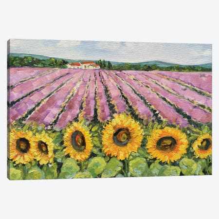 Lavender And Sunflower Field Canvas Print #AMT78} by Amita Dand Canvas Print