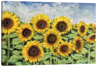 Sunflower Blooms Canvas Art Print - Amita Dand