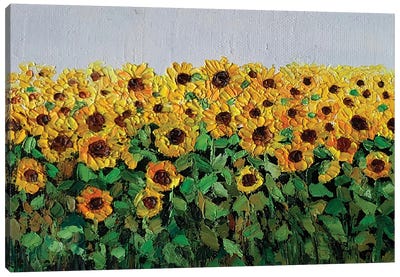 Bright Sunflower Field Canvas Art Print - Amita Dand