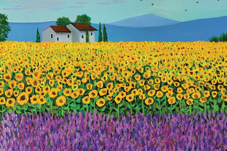 Sunflower And Lavender Field