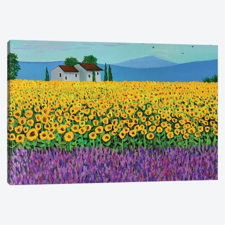 Sunflower And Lavender Field Canvas Print #AMT87} by Amita Dand Canvas Print