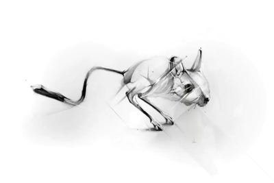 Egyptian Jerboa by Alexis Marcou metal wall art