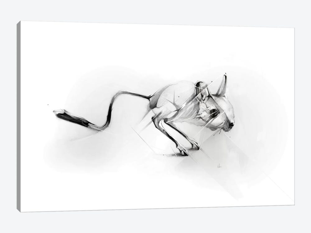 Egyptian Jerboa by Alexis Marcou 1-piece Canvas Print