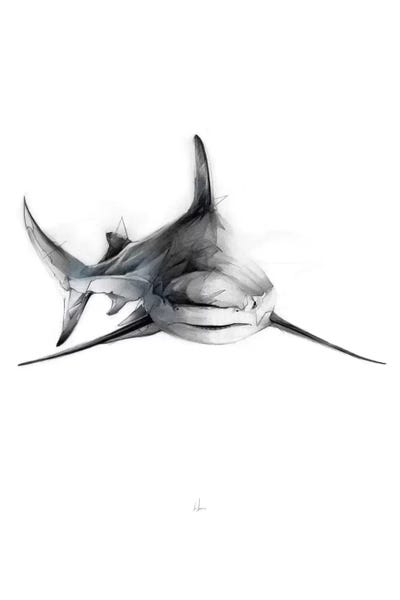 Sharks: Shark II by Alexis Marcou