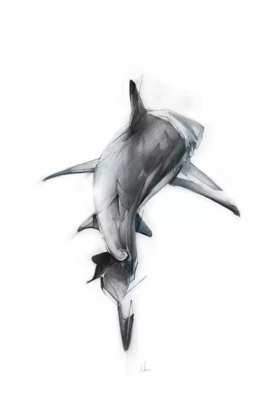 Sharks: Shark III by Alexis Marcou