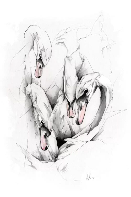 Swans