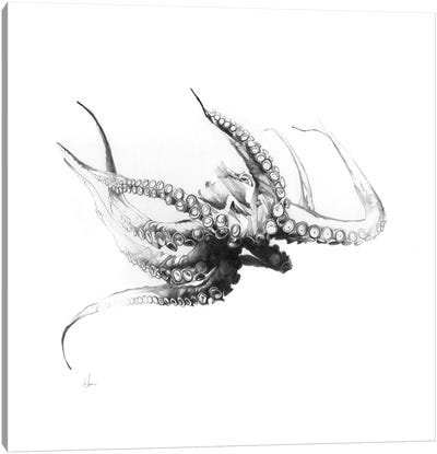 Octopus Rubescens Canvas Art Print - Alexis Marcou