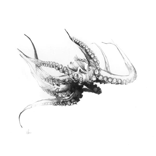 Octopi: Octopus Rubescens by Alexis Marcou