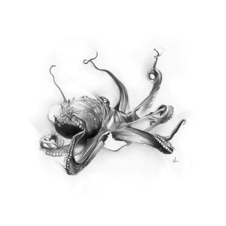 Pacific Octopus by Alexis Marcou wall art