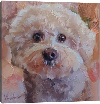 Small White Poodle, Dog Portrait Canvas Art Print - Alex Movchun