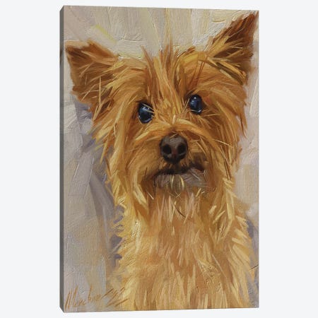 Yorkshire Terrier Canvas Print #AMV107} by Alex Movchun Canvas Art