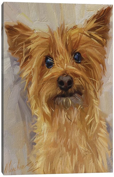 Yorkshire Terrier Canvas Art Print - Alex Movchun