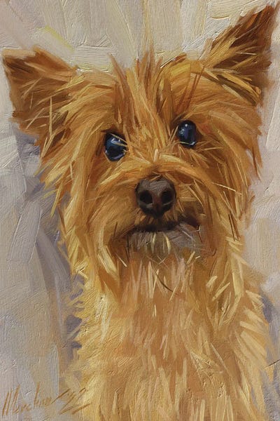 Yorkshire Terriers: Yorkshire Terrier II by Alex Movchun