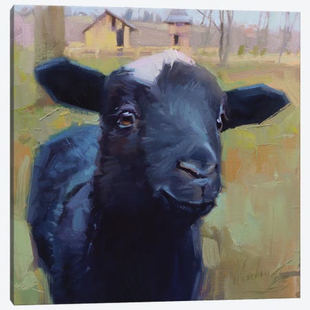A Little Sheep, Black Sheep, Sheep Portrait Canvas Print #AMV123} by Alex Movchun Canvas Print