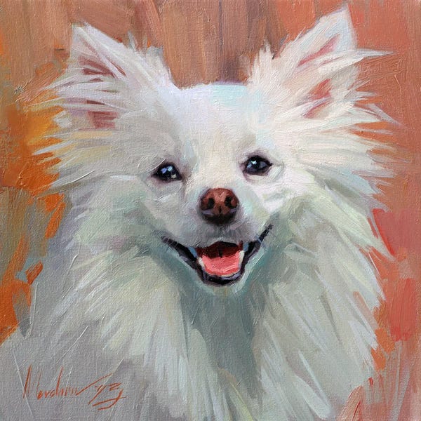 Alex Movchun: A Fluffy Canine Portrait In Warm Hues, Pomeranian by Alex Movchun
