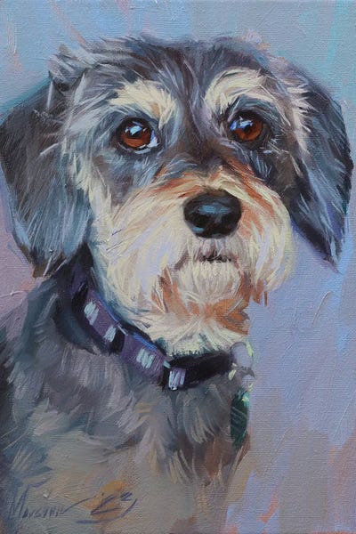 Portrait Of A Schnauzer by Alex Movchun metal wall art