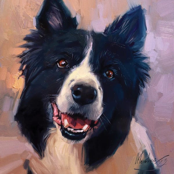 Border Collies: Border Collie Portrait by Alex Movchun