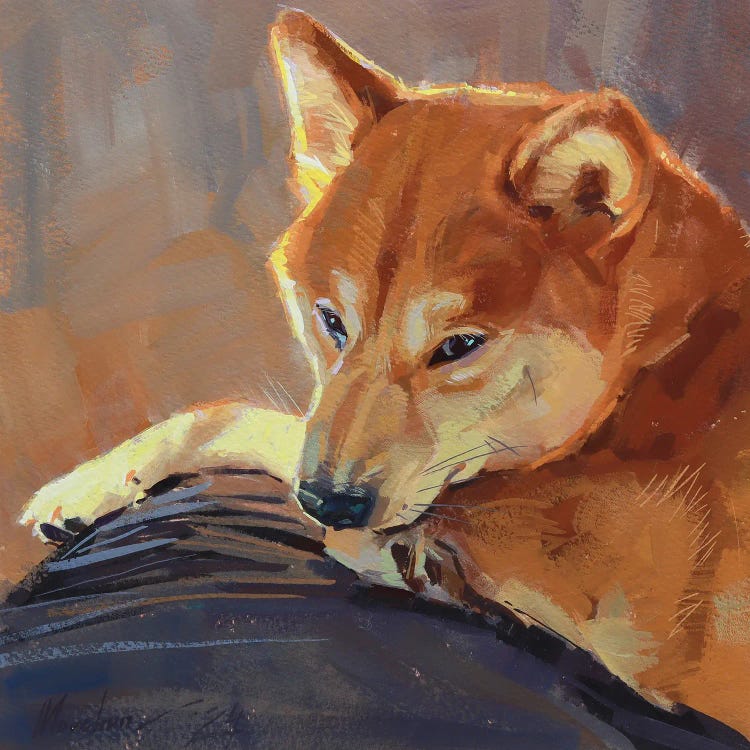 Red Shiba Inu Portrait In The Sunlight