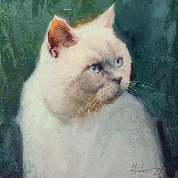 Alex Movchun: White British Cat by Alex Movchun
