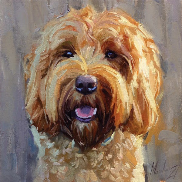Labradoodles: Dog by Alex Movchun