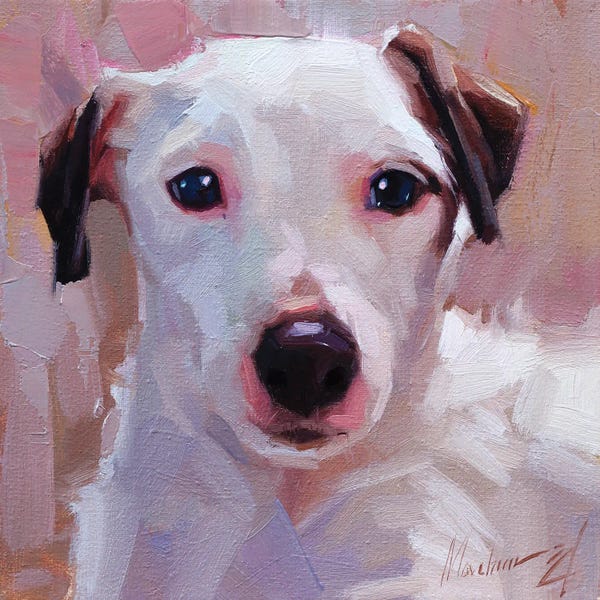 Jack Russell Terriers: White Jack Russell by Alex Movchun