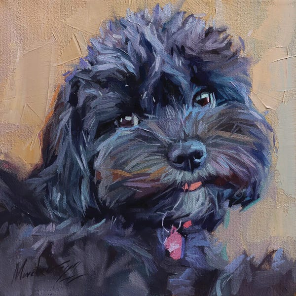 Maltese: Cute Black Maltipoo by Alex Movchun