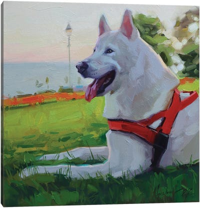 White Husky Canvas Art Print - Grass Art