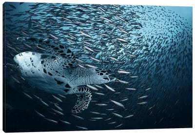 Bend Canvas Art Print - Fish Art