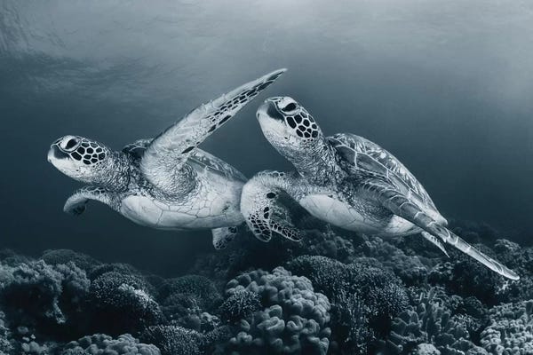 Reptiles & Amphibians: Twin Dance by Andrey Narchuk