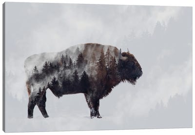 Bison - Double Exposure Canvas Art Print